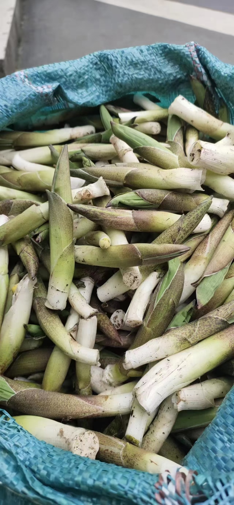 高黎贡山高海拔3300米雪山野菜（竹叶菜）
