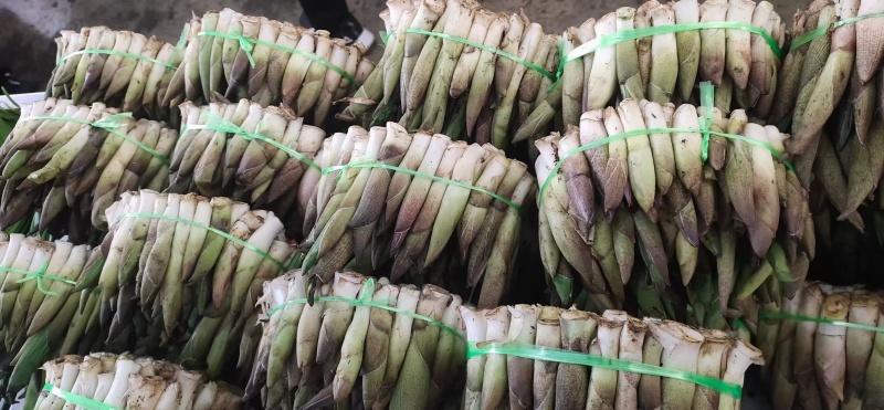 高黎贡山高海拔3300米雪山野菜（竹叶菜）