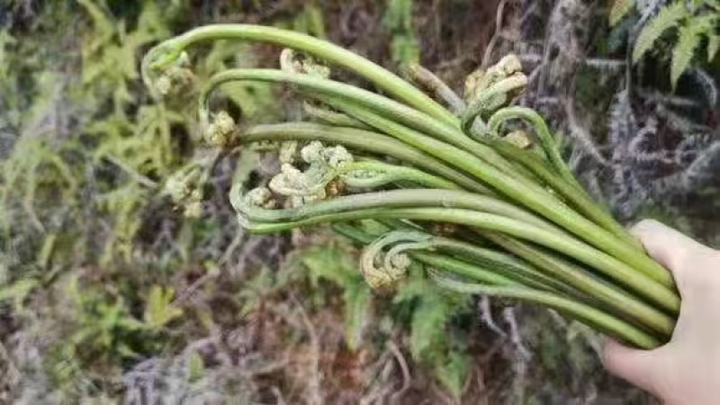 高黎贡山天然野生新鲜蕨菜，大自然的馈赠！！