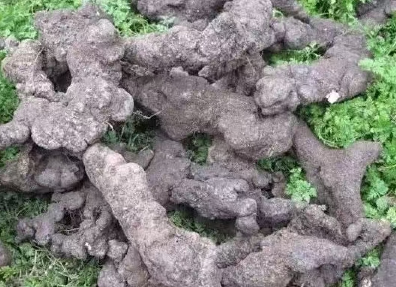 陕西汉中产地直供优质猪苓个子猪苓片。可以一件代发