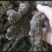 陕西汉中产地直供优质猪苓个子猪苓片。可以一件代发