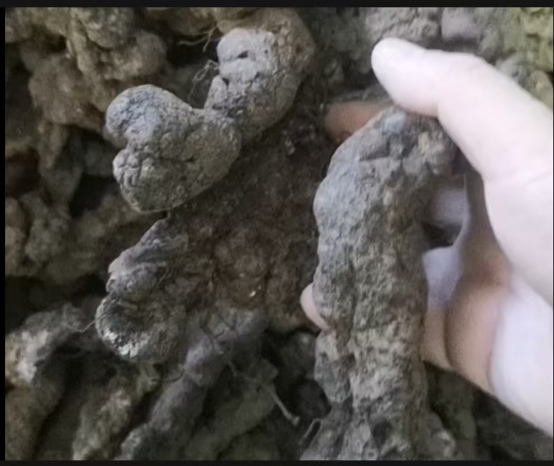 陕西汉中产地直供优质猪苓个子猪苓片。可以一件代发