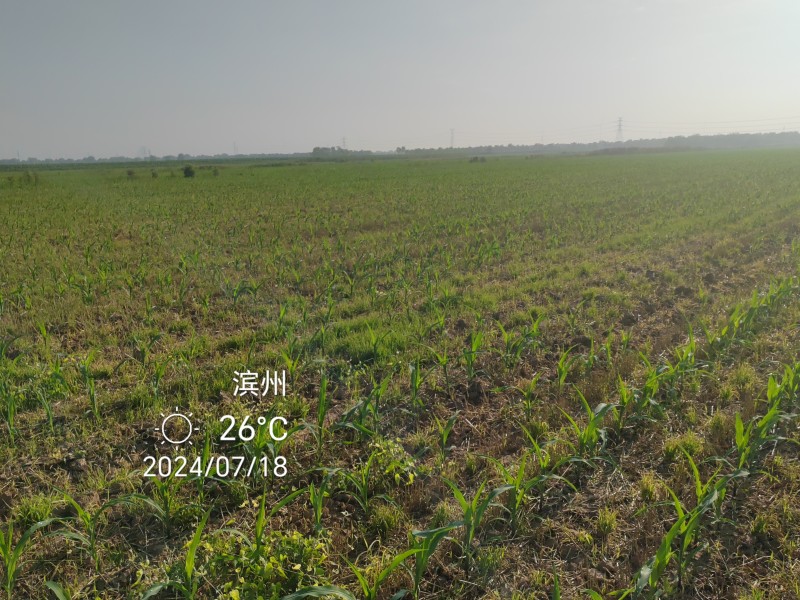 山东滨州无棣县土地出租适合种植农作物棉花各种药材