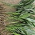 观叶植物一叶兰地苗、180杯，基地有量，欢迎订购。