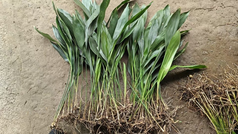 观叶植物一叶兰地苗、180杯，基地有量，欢迎订购。