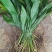 观叶植物一叶兰地苗、180杯，基地有量，欢迎订购。
