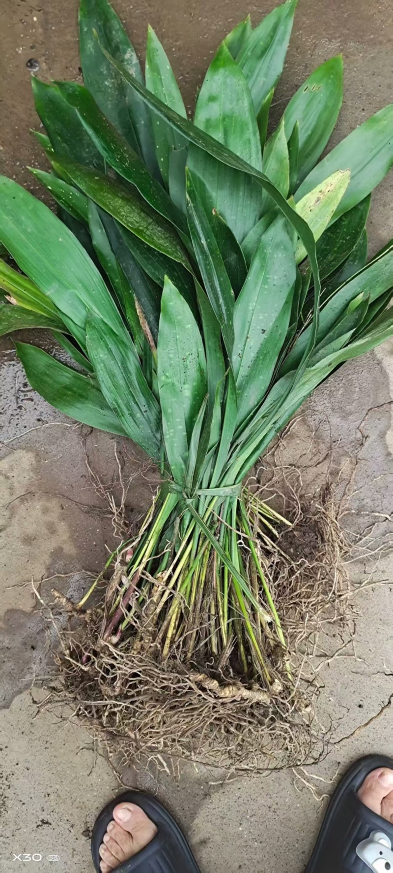 观叶植物一叶兰地苗、180杯，基地有量，欢迎订购。