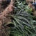 观叶植物一叶兰地苗、180杯，基地有量，欢迎订购。