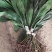 观叶植物一叶兰地苗、180杯，基地有量，欢迎订购。