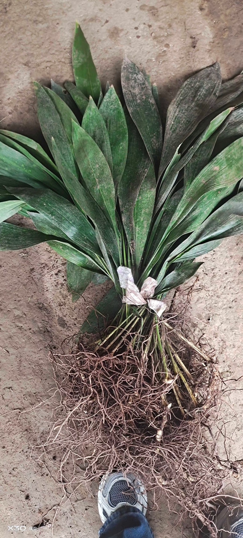 观叶植物一叶兰地苗、180杯，基地有量，欢迎订购。