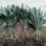 观叶植物一叶兰地苗、180杯，基地有量，欢迎订购。