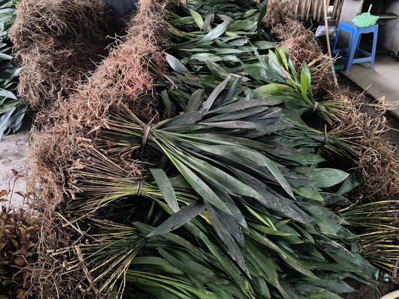 观叶植物一叶兰地苗、180杯，基地有量，欢迎订购。