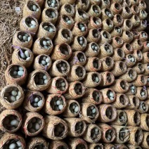 白洋淀篓装咸鸭蛋，烤鸭蛋，工厂直供，质量保证，价格便宜