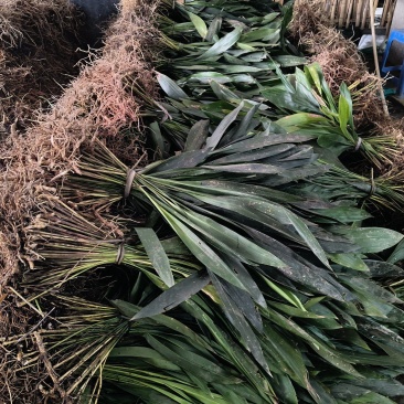 观叶植物一叶兰地苗、180杯，基地有量，欢迎订购。