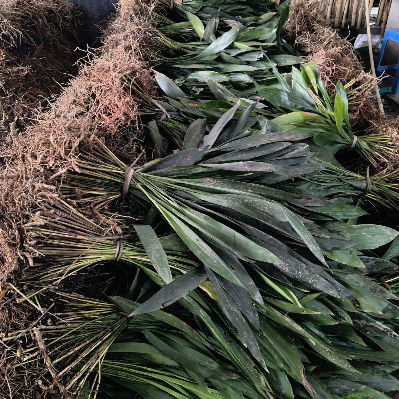观叶植物一叶兰地苗、180杯，基地有量，欢迎订购。