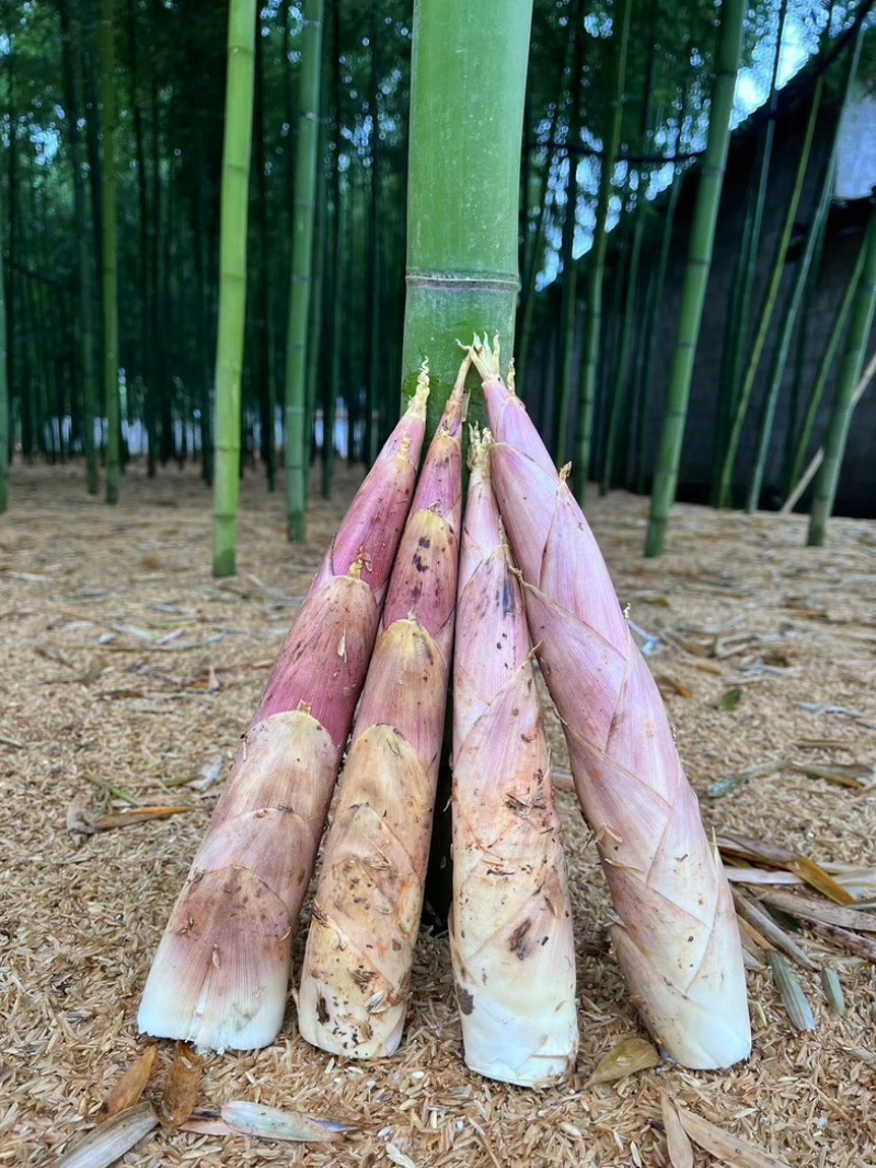 现挖新鲜春笋雷竹笋小中号竹笋平台供货场地代办