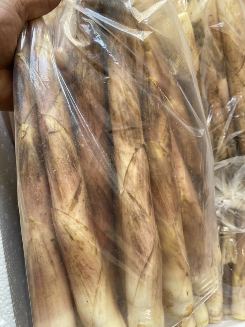 现挖新鲜春笋雷竹笋小中号竹笋平台供货场地代办