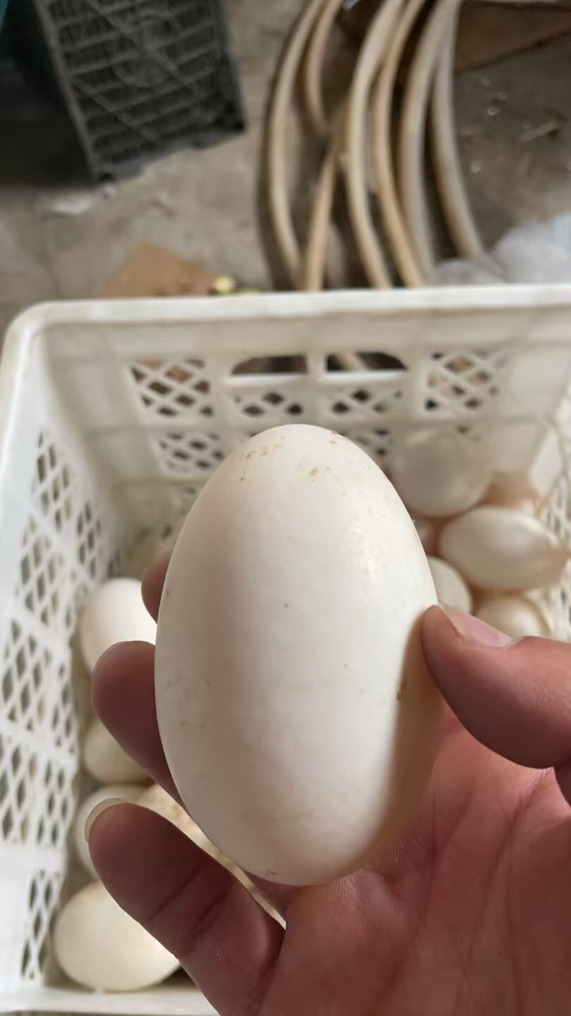 白洋淀双黄鸭蛋，双黄蛋产地直销量大质优价格优惠