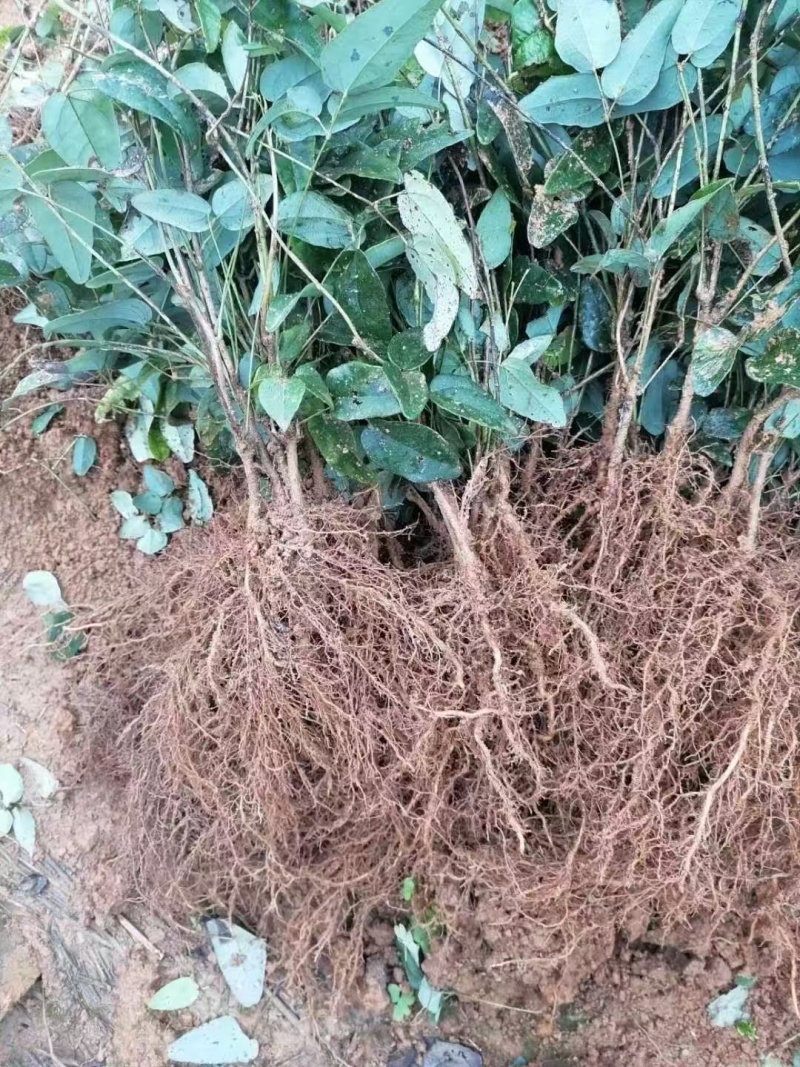 少籽八月瓜小苗两年苗，基地直发，品质保证，诚信经营