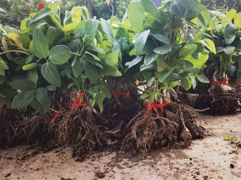少籽八月瓜小苗两年苗，基地直发，品质保证，诚信经营