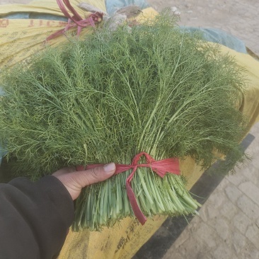 河北衡水扁杆茴香产区直发可按需加工包装欢迎来电洽谈