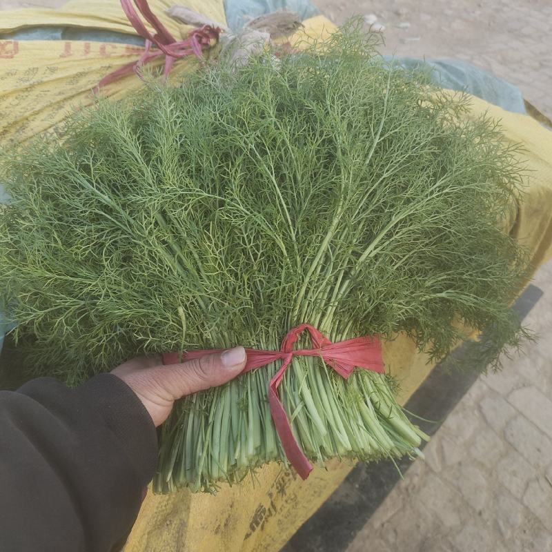河北衡水扁杆茴香产区直发可按需加工包装欢迎来电洽谈