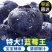 云南蓝莓L25大量现货支持电商平台一件代发团购空运