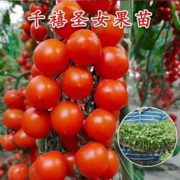 千禧番茄苗红圣女果贝贝瀑布番茄黄圣女番茄苗