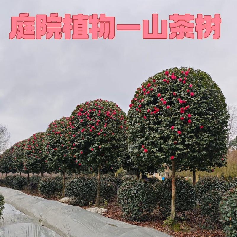 高杆茶花树，规格齐全，基地直发，诚信经营，可视频看货