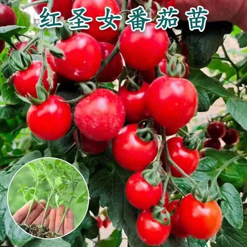 千禧番茄苗红圣女果贝贝瀑布番茄黄圣女番茄苗