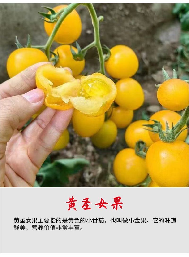 千禧番茄苗红圣女果贝贝瀑布番茄黄圣女番茄苗