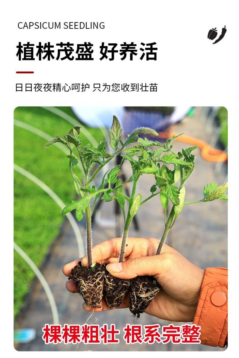 千禧番茄苗红圣女果贝贝瀑布番茄黄圣女番茄苗