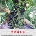 千禧番茄苗红圣女果贝贝瀑布番茄黄圣女番茄苗