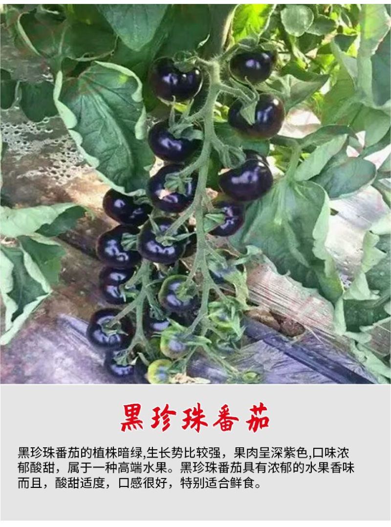 千禧番茄苗红圣女果贝贝瀑布番茄黄圣女番茄苗
