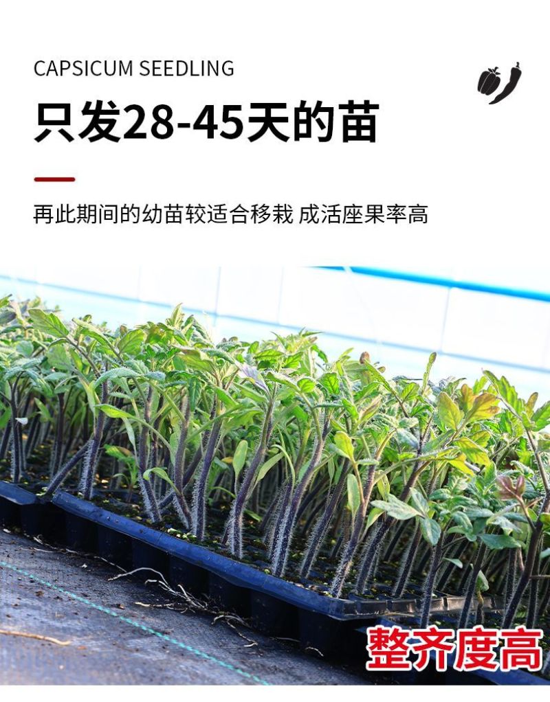 千禧番茄苗红圣女果贝贝瀑布番茄黄圣女番茄苗