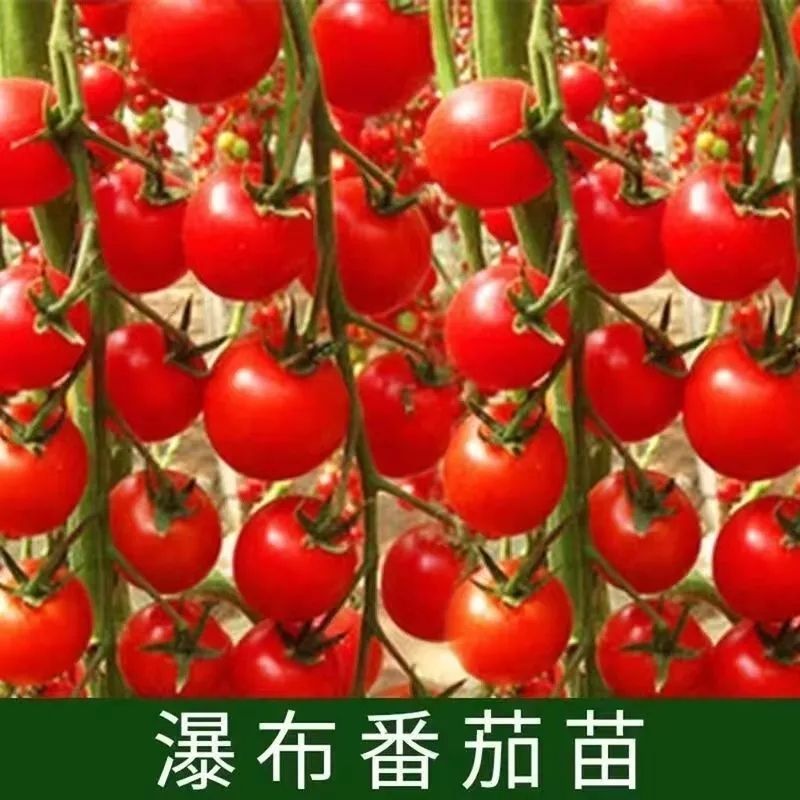 千禧番茄苗红圣女果贝贝瀑布番茄黄圣女番茄苗