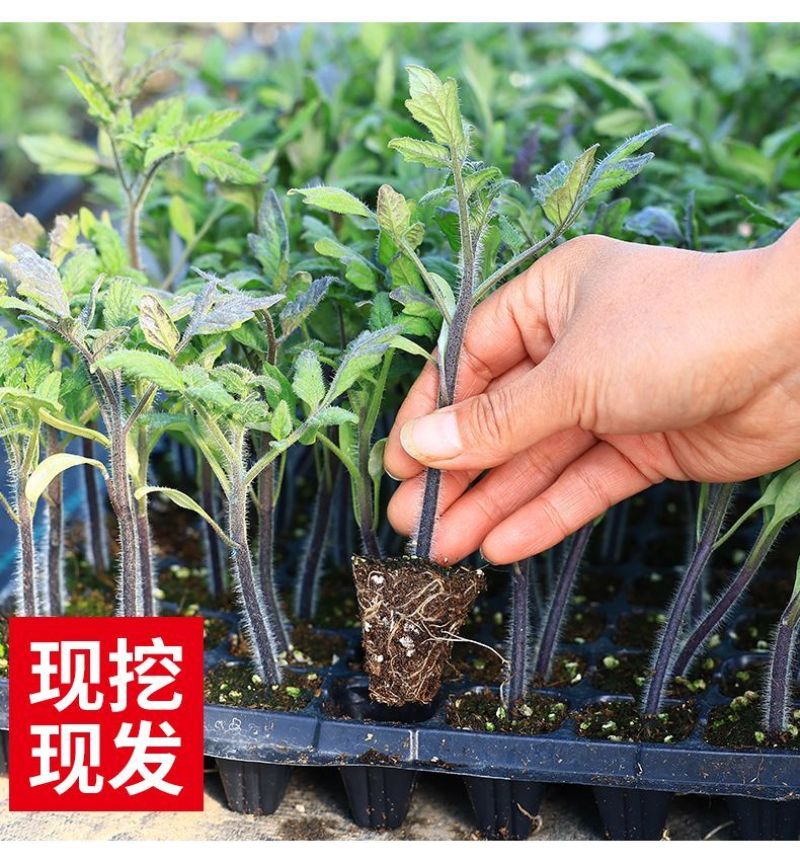 千禧番茄苗红圣女果贝贝瀑布番茄黄圣女番茄苗