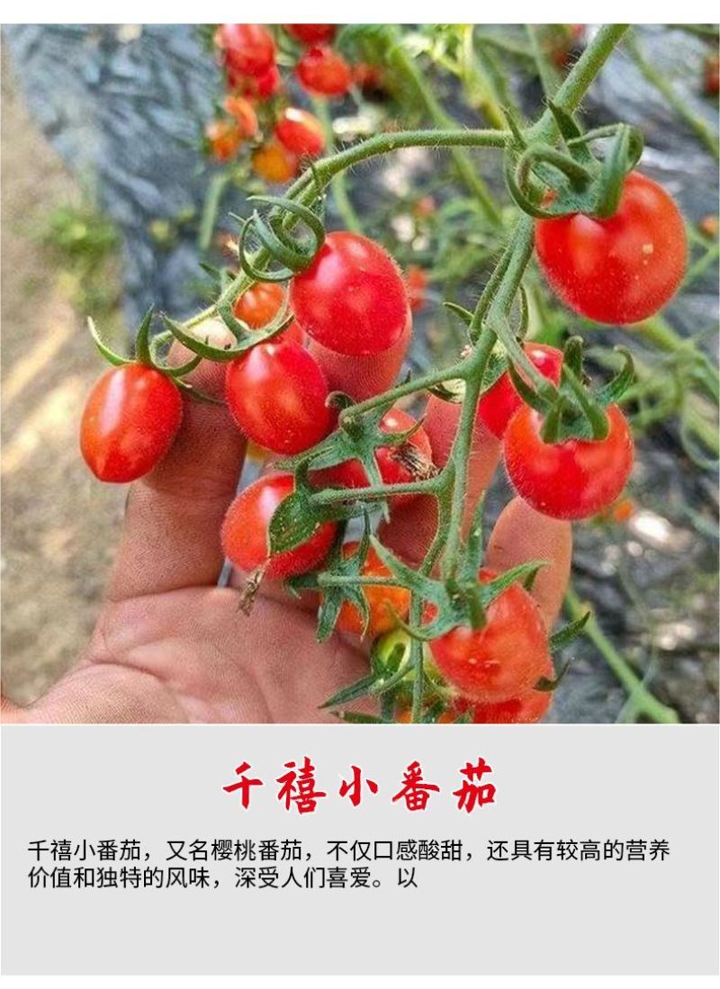 千禧番茄苗红圣女果贝贝瀑布番茄黄圣女番茄苗