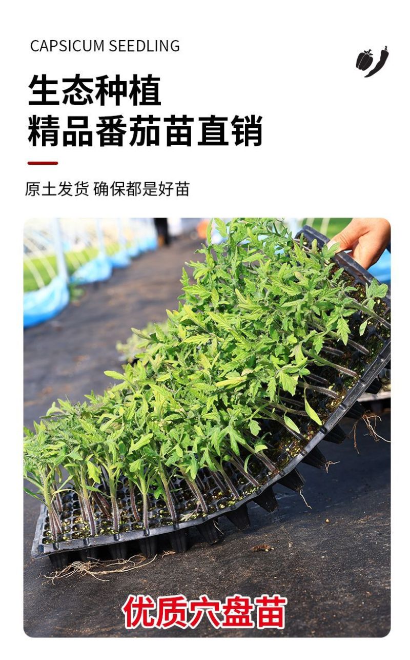 千禧番茄苗红圣女果贝贝瀑布番茄黄圣女番茄苗