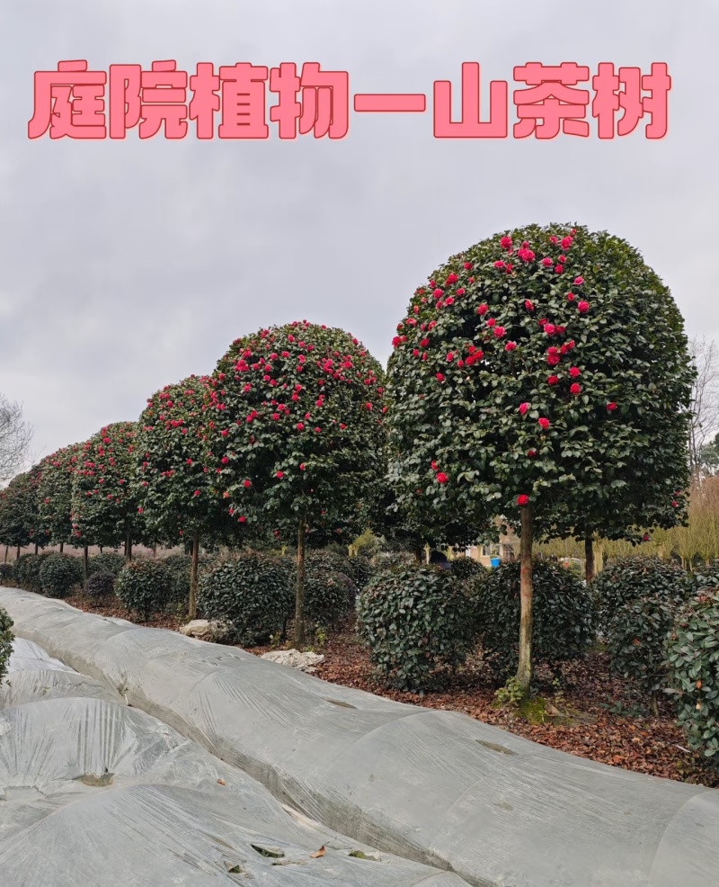 各规格高杆茶花树，一手货源，品质保证，诚信经营，欢迎来电