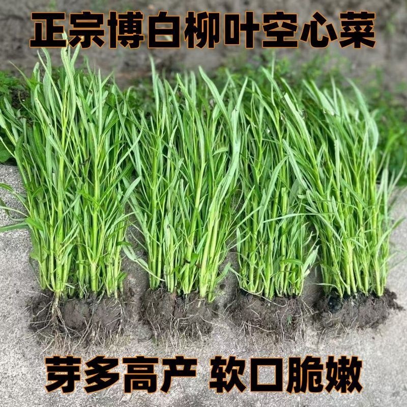 广西博白三叉柳叶空心菜种苗半青白梗