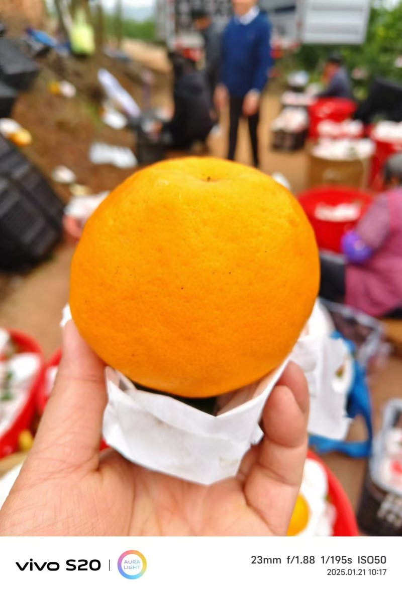 甄选四川春见耙耙柑，诚信经营，致电留言有优惠。
