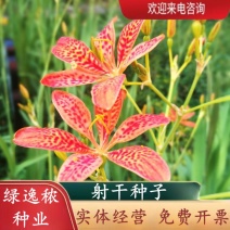 射干种子盆栽地栽四季易种耐寒耐旱庭院绿化工程绿化