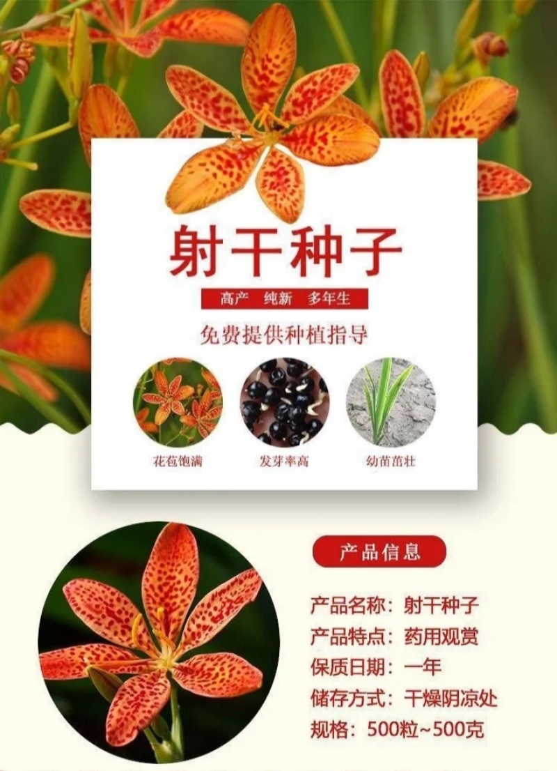 射干种子盆栽地栽四季易种耐寒耐旱庭院绿化工程绿化