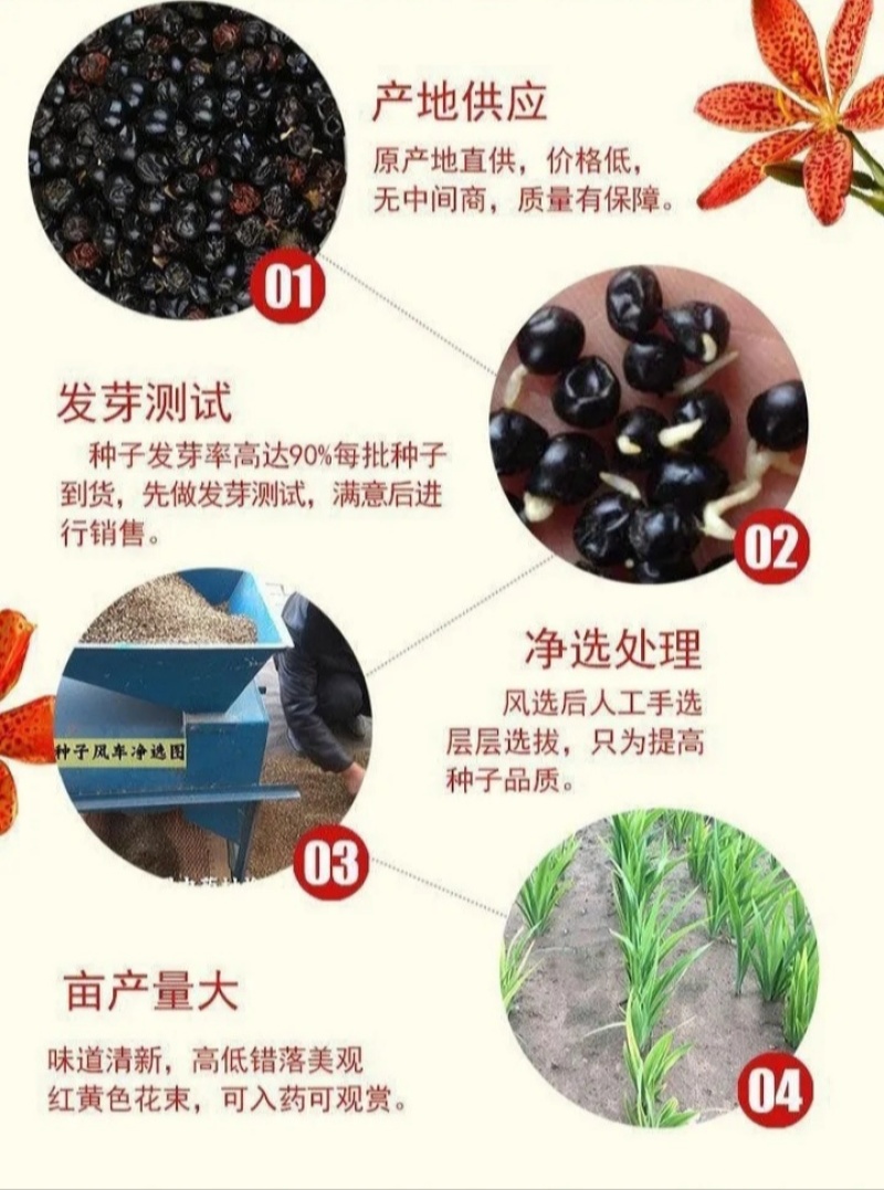 射干种子盆栽地栽四季易种耐寒耐旱庭院绿化工程绿化