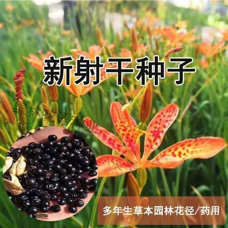 射干种子盆栽地栽四季易种耐寒耐旱庭院绿化工程绿化