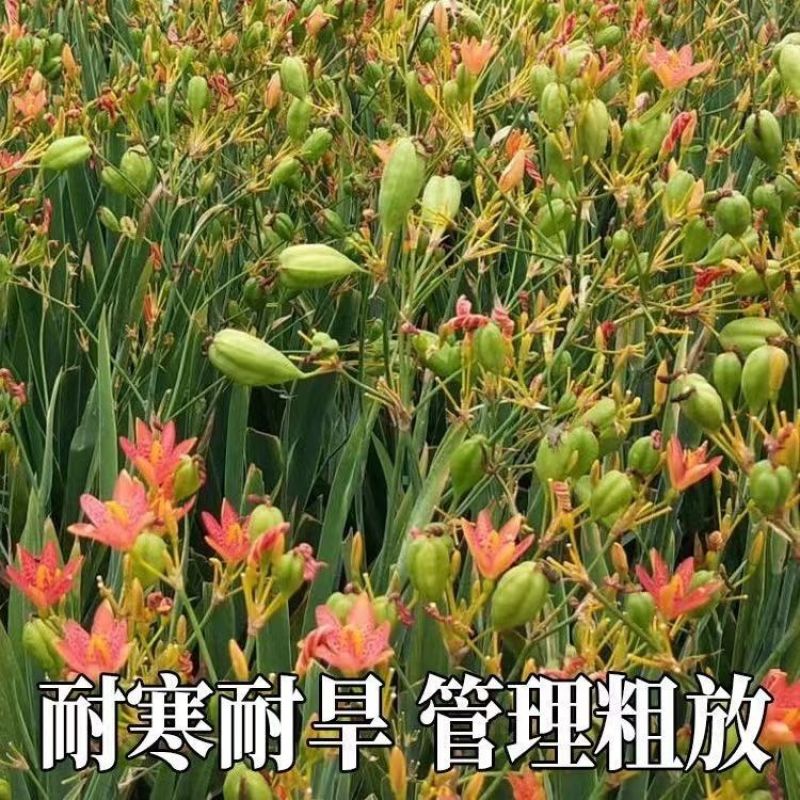 射干种子盆栽地栽四季易种耐寒耐旱庭院绿化工程绿化