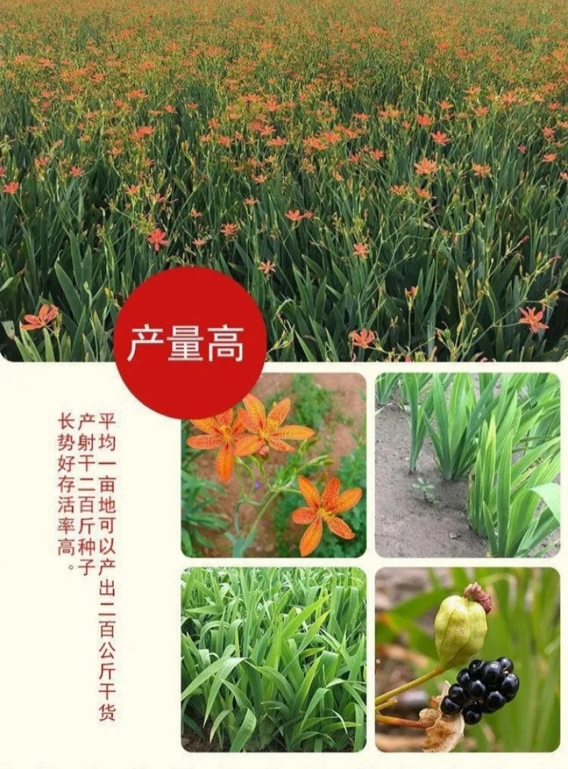 射干种子盆栽地栽四季易种耐寒耐旱庭院绿化工程绿化