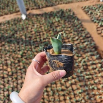 郁金香种植基地景区花海打造多色郁金香12+大种球