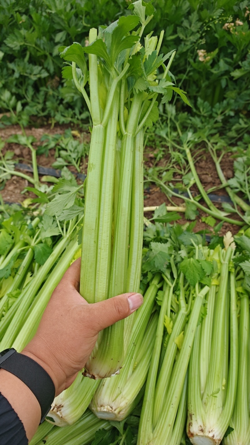 西芹精品西芹支持各种包装质量**原产地发货